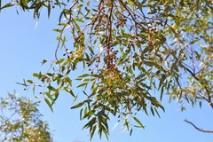Eucalyptus eudesmioides