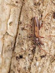 Eburida sublineata