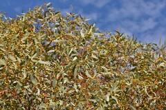 Eucalyptus eudesmioides