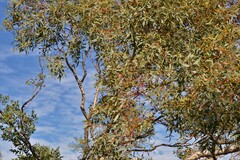Eucalyptus eudesmioides