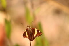 Thorybes pseudocellus