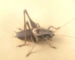 Pholidoptera griseoaptera