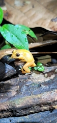 Diasporus