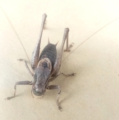 Pholidoptera griseoaptera