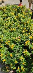 Lantana camara
