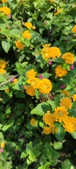 Lantana camara