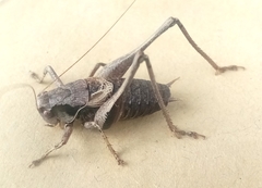 Pholidoptera griseoaptera