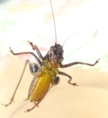 Pholidoptera griseoaptera