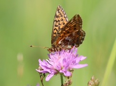 Boloria aquilonaris