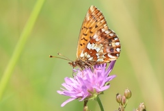 Boloria aquilonaris