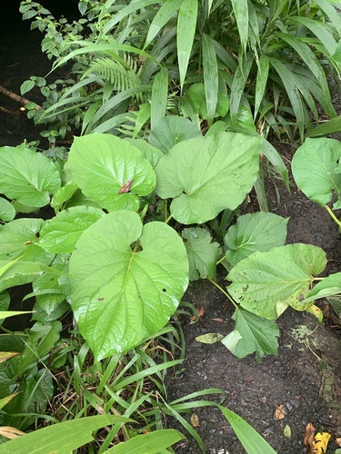 Piper auritum observed 2022-07-31