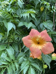 Campsis grandiflora