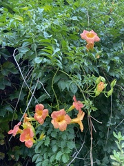 Campsis grandiflora