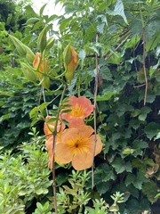 Campsis grandiflora