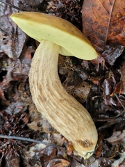 Leccinellum