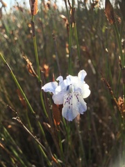 Gladiolus caeruleus
