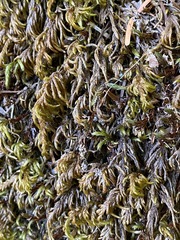 Pseudisothecium cristatum