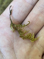 Pseudisothecium cristatum