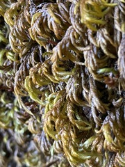 Pseudisothecium cristatum