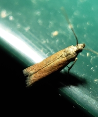 Varneria postremella