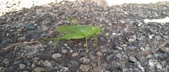 Tettigonia orientalis