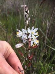 Chlorophytum graminifolium