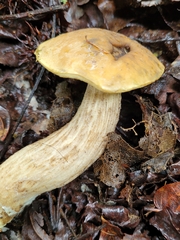 Leccinellum