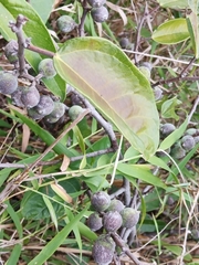 Ficus sarmentosa nipponica