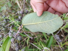 Ficus sarmentosa nipponica