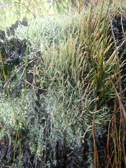 Cladonia glebosa