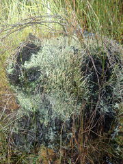 Cladonia glebosa