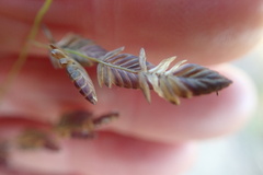 Eragrostis capensis