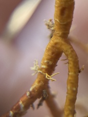 Sphaerophorus venerabilis