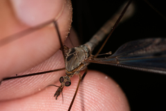 Tipula fulvipennis
