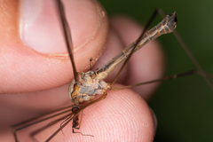 Tipula fulvipennis