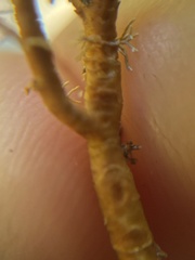 Sphaerophorus venerabilis