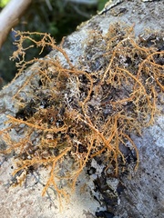 Sphaerophorus venerabilis