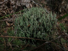 Cladonia darwinii
