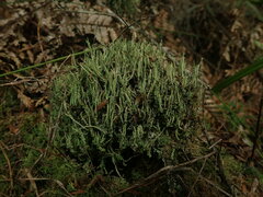 Cladonia darwinii