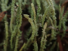 Cladonia darwinii