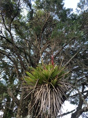 Vriesea philippocoburgi