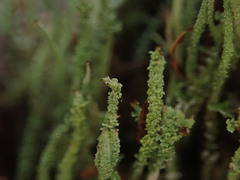 Cladonia darwinii