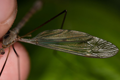 Tipula fulvipennis