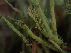 Cladonia darwinii