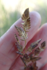 Eragrostis capensis