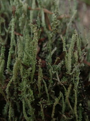 Cladonia darwinii