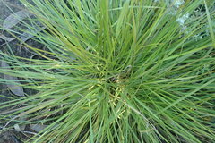 Eragrostis capensis