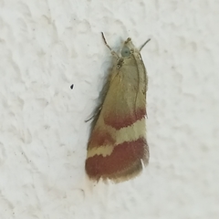 Tegostoma baphialis