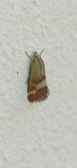 Tegostoma baphialis