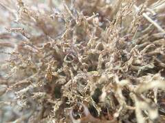Cladonia aueri